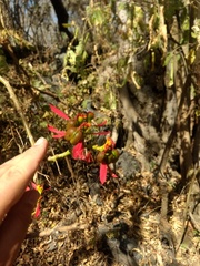 Weihnachtsstern (Pflanze) (Euphorbia pulcherrima): Herkunft und Verwendung — Foto 2