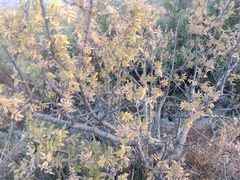 Bursera cuneata