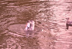 Phoca vitulina richardii