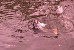 Phoca vitulina richardii