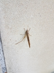 Neoconocephalus triops