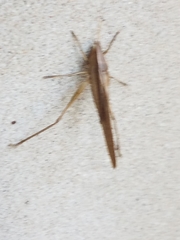 Neoconocephalus triops