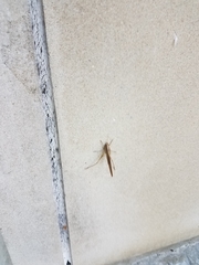 Neoconocephalus triops