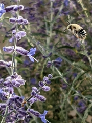 Anthophora californica