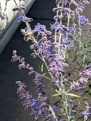 Anthophora californica