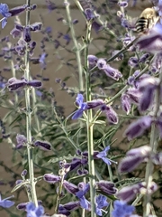 Anthophora californica