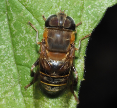 Palpada mexicana