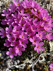 Androsace ochotensis