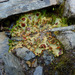 Chocolate Chip Lichen - Photo (c) 116916927065934112165, some rights reserved (CC BY), uploaded by 116916927065934112165