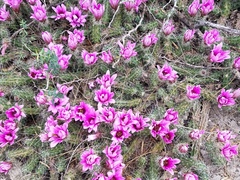 Echinocereus berlandieri