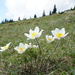 Alpine Pasqueflower - Photo (c) Mark, some rights reserved (CC BY-NC), uploaded by Mark