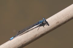 Acanthagrion lancea
