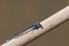 Acanthagrion lancea