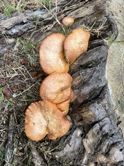 Agaricales