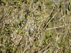 Anairetes flavirostris