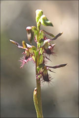 Genoplesium morrisii