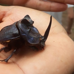 Coprophanaeus ensifer