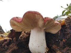 Russula