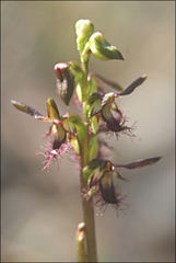 Genoplesium morrisii