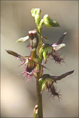 Genoplesium morrisii