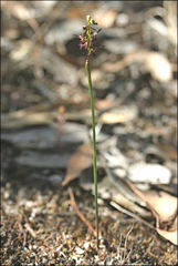 Genoplesium morrisii