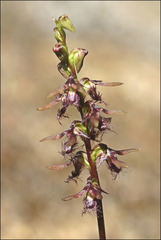 Genoplesium morrisii