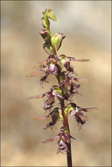 Genoplesium morrisii