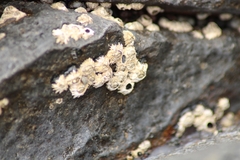 Chthamalus stellatus