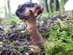 Gyromitra antarctica