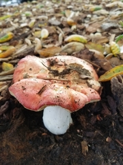 Russula