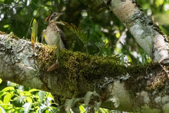 Dromococcyx phasianellus