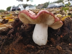 Russula