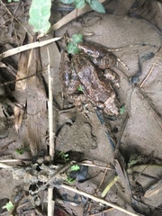 Leptodactylus wagneri