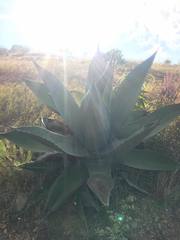 Agave salmiana crassispina