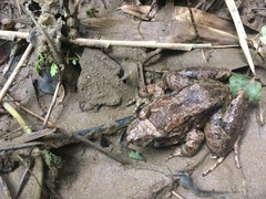 Leptodactylus wagneri