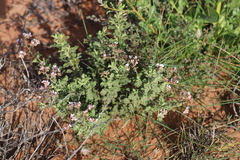 Diplopeltis eriocarpa