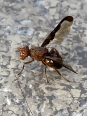 Diacrita