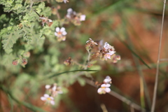 Diplopeltis eriocarpa