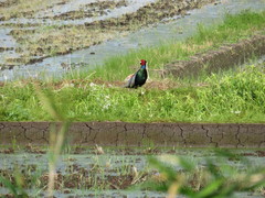 Phasianus versicolor
