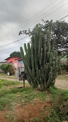 Cereus jamacaru