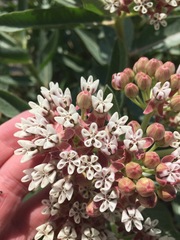 Asclepias hallii