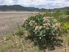 Asclepias hallii