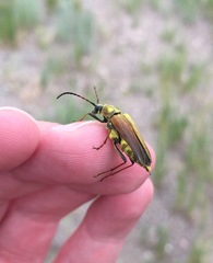 Lepturobosca