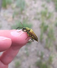 Lepturobosca