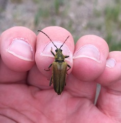 Lepturobosca