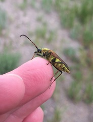 Lepturobosca