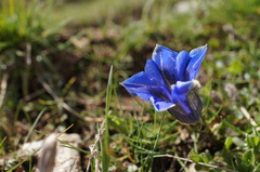 Gentiana clusii