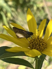 Poanes viator