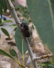 Massospora levispora