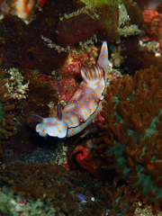 Hypselodoris pulchella